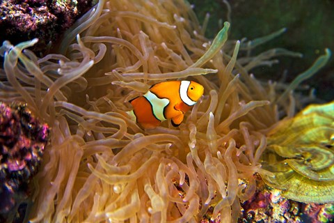 Framed Close up of a Clown Fish in an Anemone, Nadi, Fiji Print