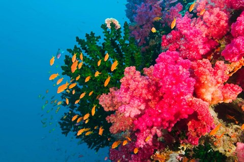 Framed Multicolor Soft Corals, Coral Reef, Bligh Water Area, Viti Levu, Fiji Islands Print