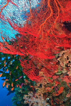Framed Gorgonian Sea Fan, Fairy Basslets fish, Fiji Print