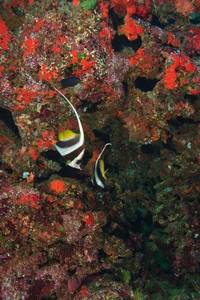 Framed Bannerfish, Viti Levu, Fiji Print