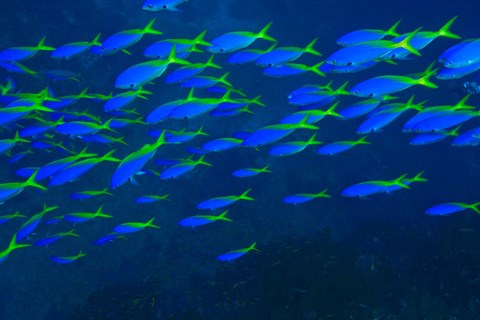 Framed Blue-Gold Fusilier fish, Viti Levu, Fiji Print