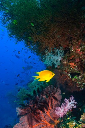 Framed Yellow Damsel, Gorgonian sea fan, Fish, Fiji Print