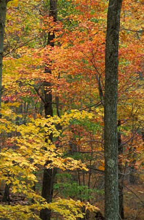 Framed Oak-Hickory Forest in Litchfield Hills, Connecticut Print