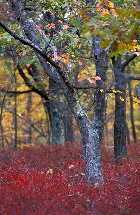 Framed Blueberries in Oak-Hickory Forest in Litchfield Hills, Kent, Connecticut Print