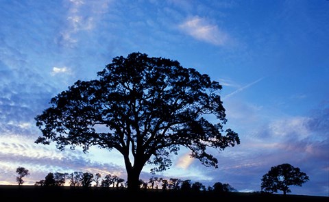 Framed Oak Trees at Sunset on Twin Oaks Farm, Connecticut Print