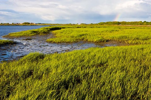 Framed Salt Marsh side of Long Beach,  Stratford, Connecticut Print