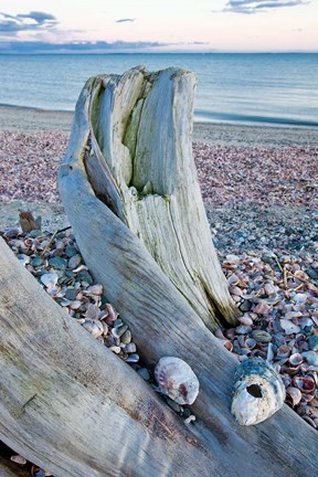 Framed Driftwood on the shell-covered Long Beach in Stratford, Connecticut Print