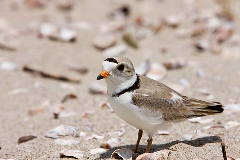 Framed Piping plover, Long Beach in Stratford, Connecticut Print