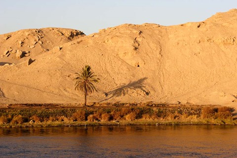 Framed Palm Tree on the Bank of the Nile River, Egypt Print