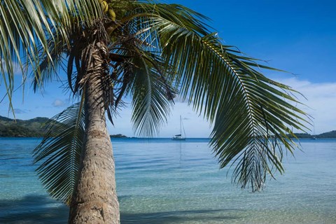 Framed Palm tree over clear waters around Nanuya Lailai Island, Blue Lagoon, Yasawa, Fiji, South Pacific Print