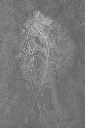 Framed Fern Algae Silver on Black Print