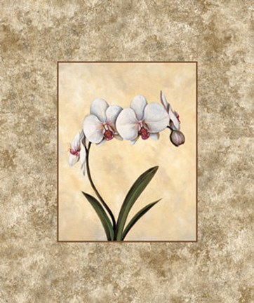 Framed Perfection I Print