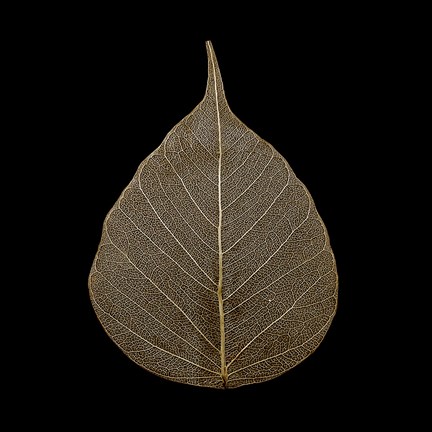 Framed Brown Leaf Print