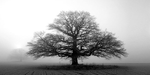 Framed Tree In The Mist Print