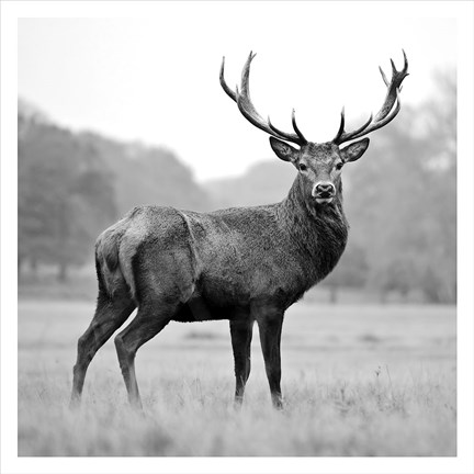 Framed Proud Deer Print