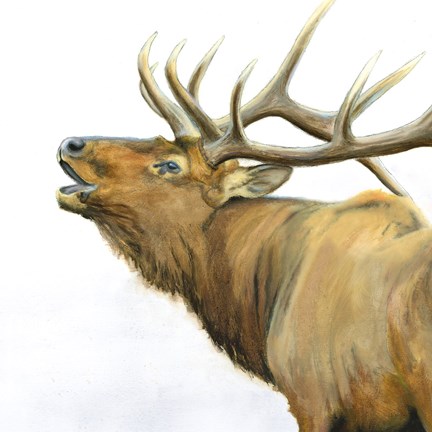 Framed Majestic Elk Brown Crop Print