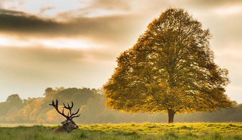 Framed Antlers Print