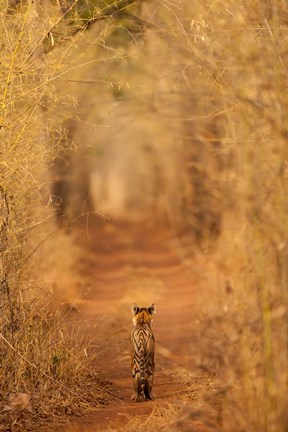 Framed Tiger In The Tunnel Print