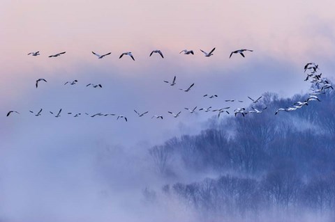 Framed Snow Geese Print