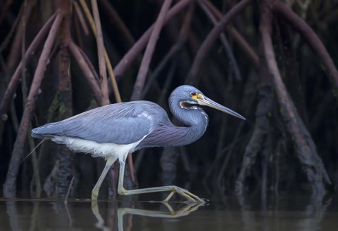 Framed Stalking in The Mangroves Print