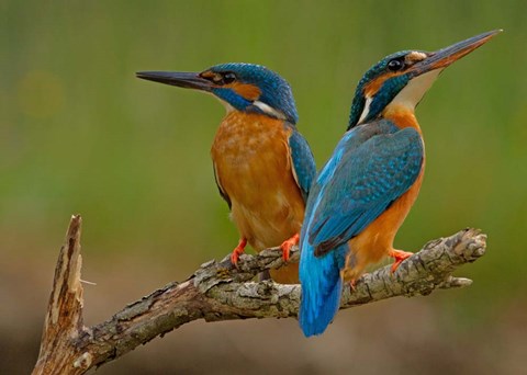 Framed Kingfisher Print