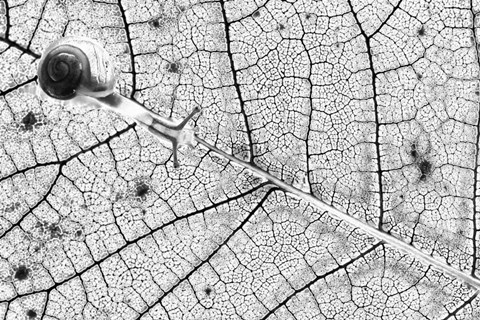 Framed Transparences Print