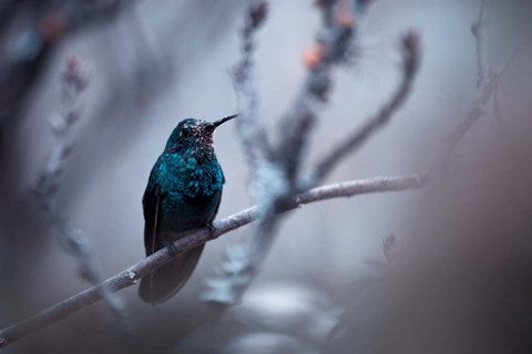 Framed Electrical Blue Print