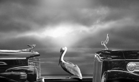 Framed Contemplating the Pelican Print