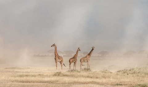 Framed Weathering The Amboseli Dust Devils Print