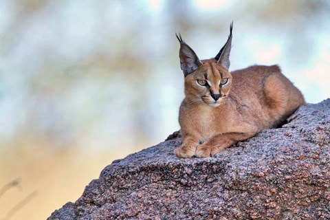 Framed Caracal Print