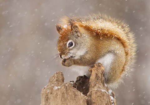 Framed Squirrel in a Snow Storm Print