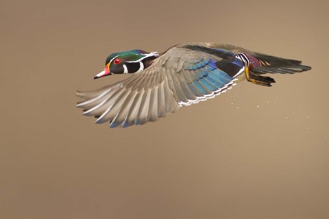 Framed Wood Duck Print