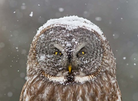 Framed Great Grey Owl Winter Portrait Print