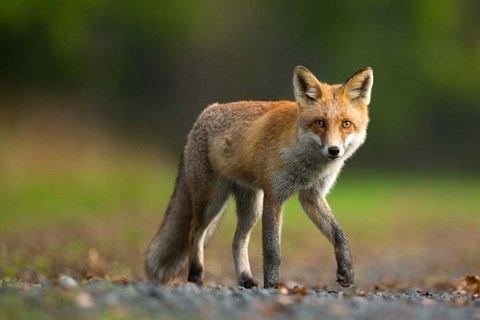 Framed Red Fox Print