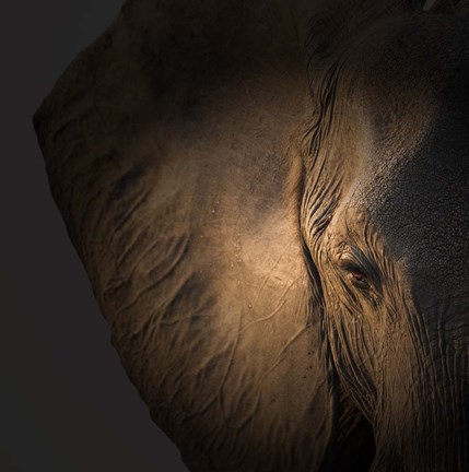 Framed Gentle Giant Print