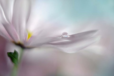 Framed Where Dreams Come True Print