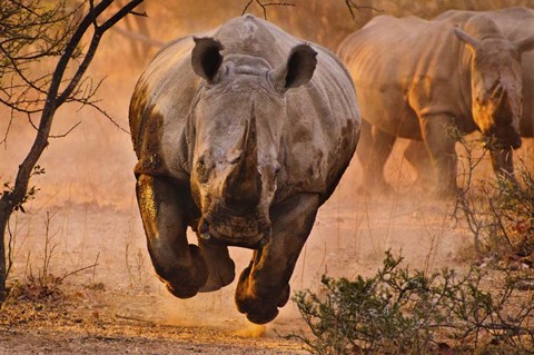 Framed Rhino Learning To Fly Print