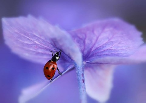 Framed Ladybird On Purple Hydrangea Print