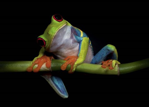 Framed Curiosity Print