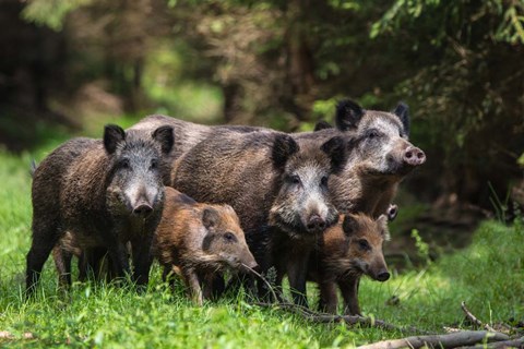 Framed Wild Boar Family Print