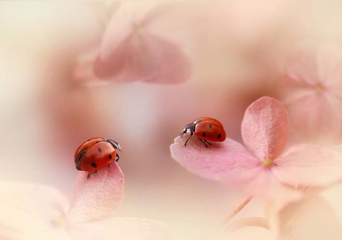 Framed Ladybirds On Pink Hydrangea Print