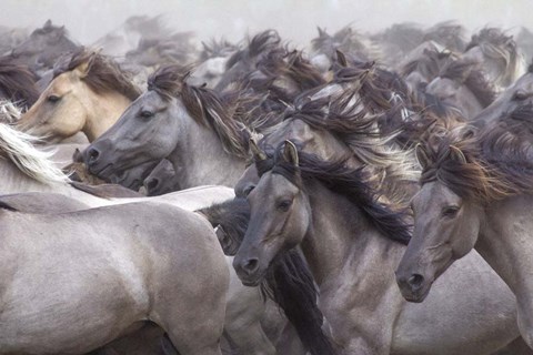 Framed Wildpferde 2 Print