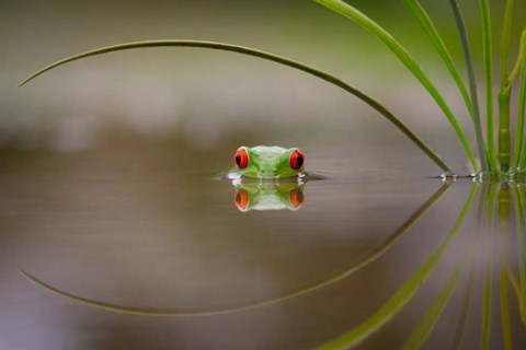 Framed Beauty Of Reflection Print