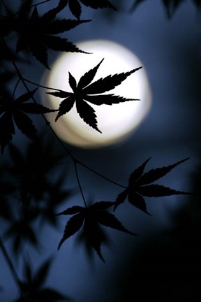 Framed Color Of Japan Print