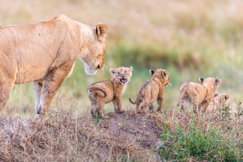 Framed Let's Go Mom Print