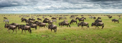 Framed Great Migration In Serengeti Plains Print