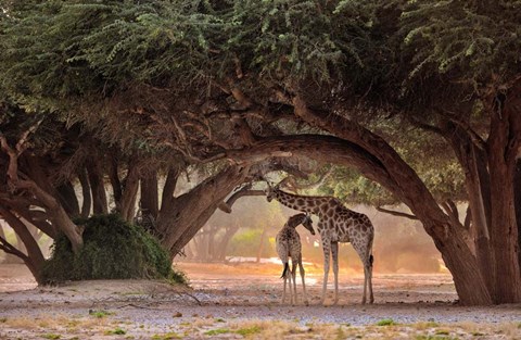 Framed Giraffe - Namibia Print