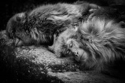 Framed Sleeping Print