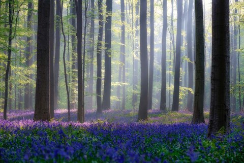 Framed Bluebells Print