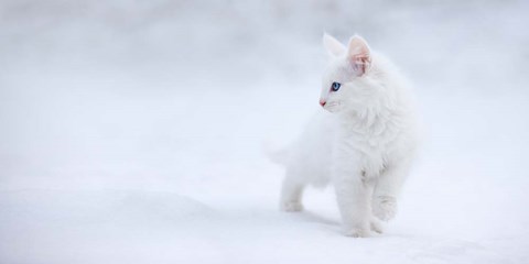 Framed White As Snow Print